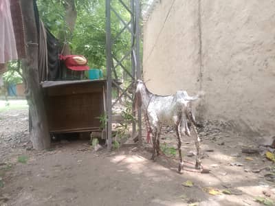 makhichina breeder 6 month age for sale