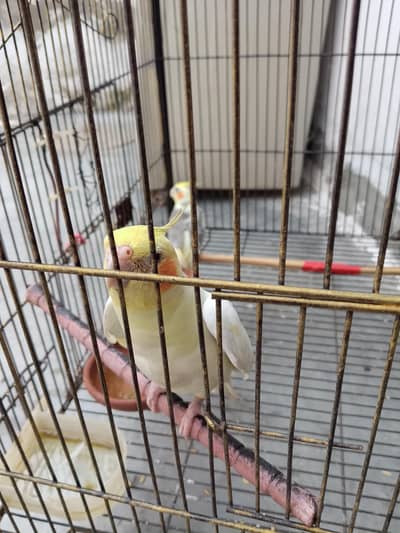 cocktail pair with cage
