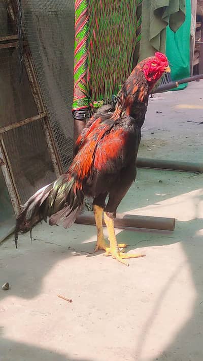 black shamo long hight
