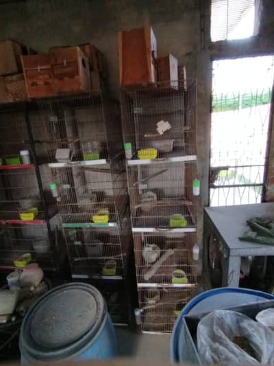 birds cages for sale