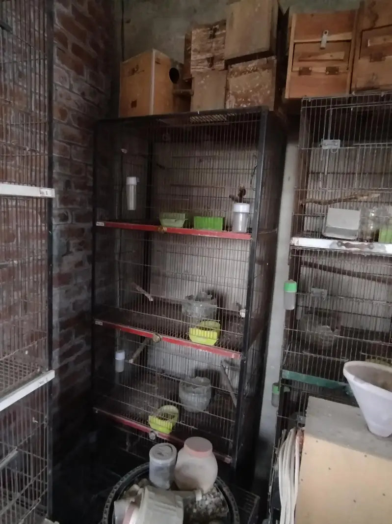 birds cages for sale — photo 3