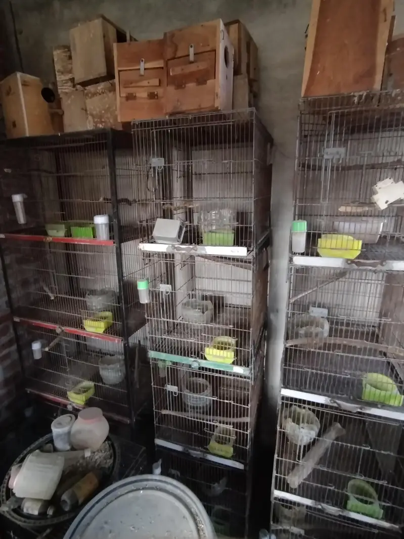 birds cages for sale — photo 4