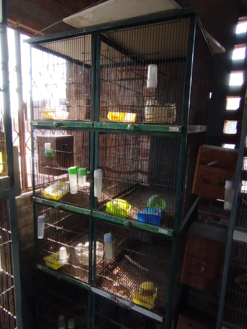 birds cages for sale — photo 6