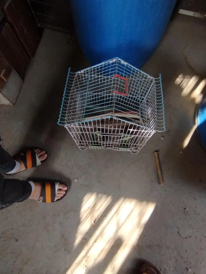 birds cages for sale — photo 8