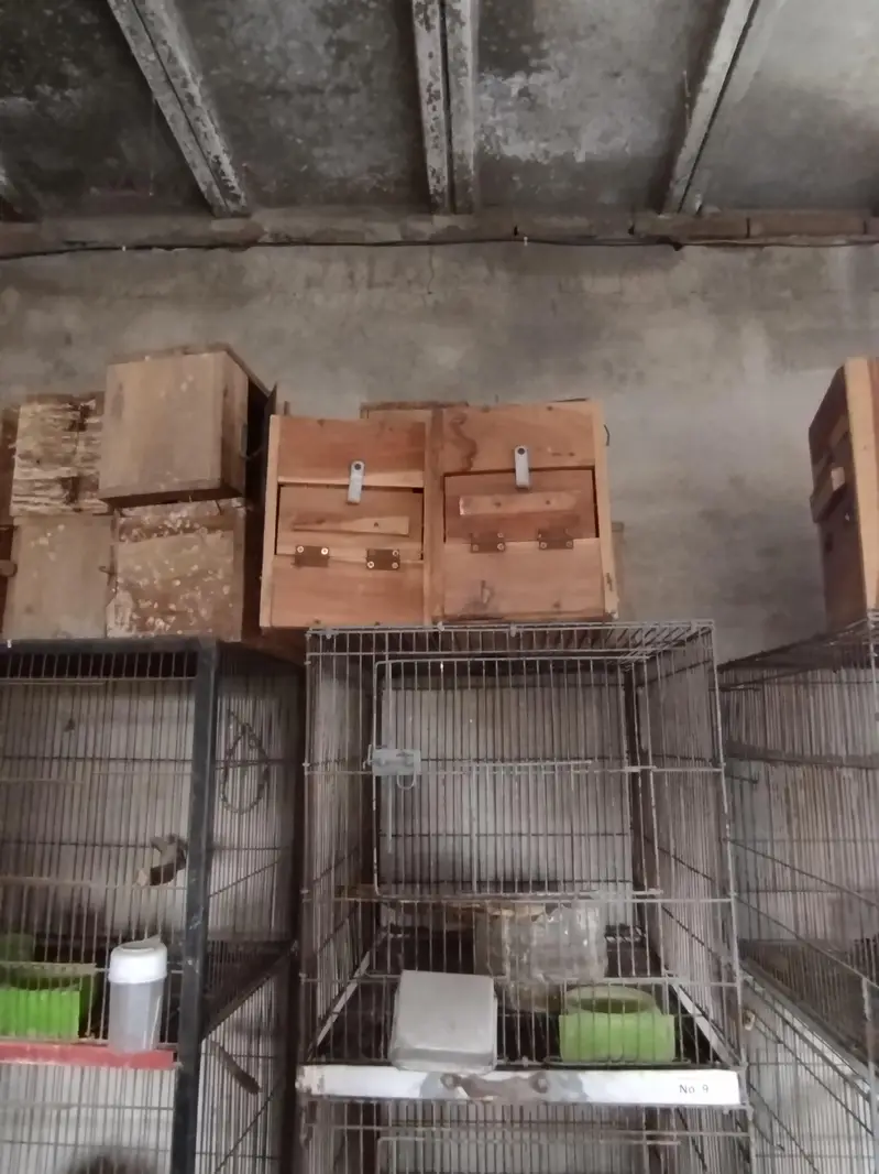 birds cages for sale — photo 9