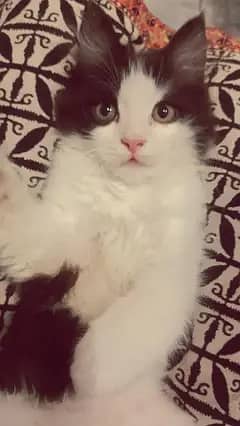 best cat
