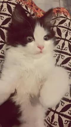 best cat 1