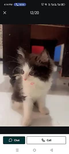 best cat 2