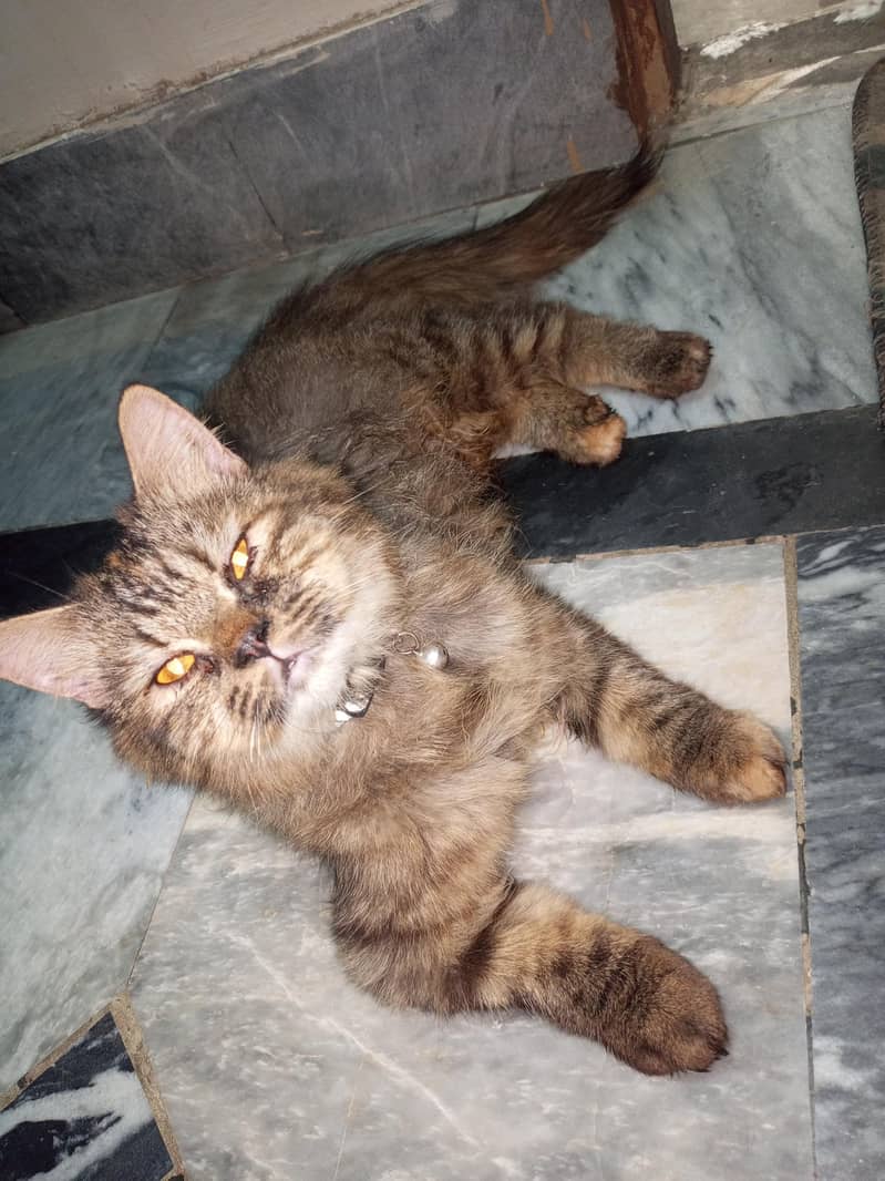 best cat 3