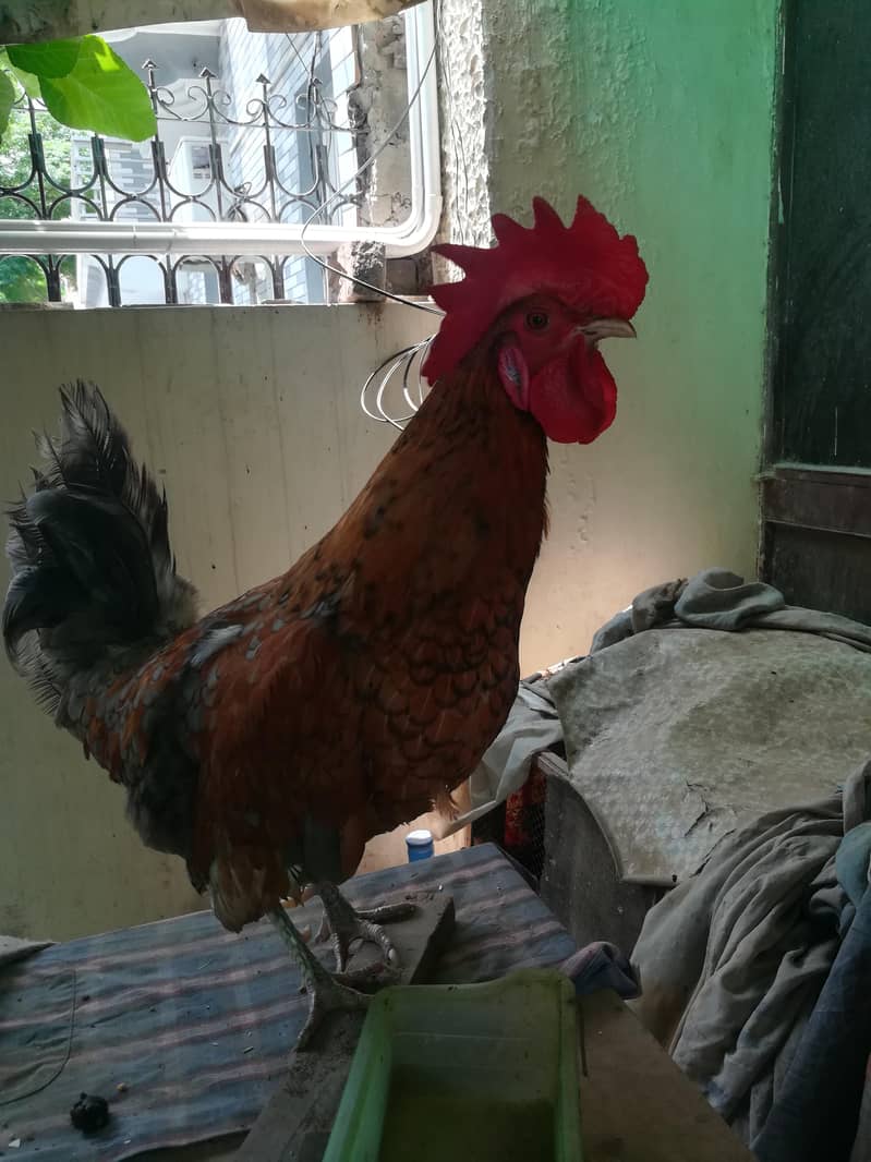 dasi murga 1