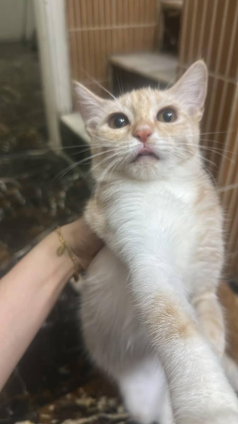 persian cats 0