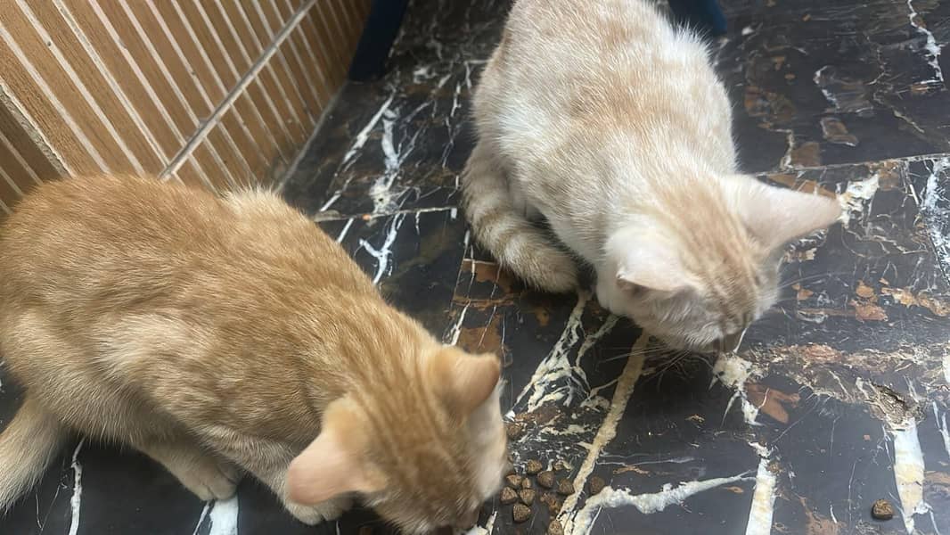 persian cats 1
