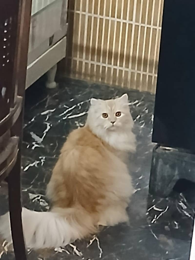 persian cats 2