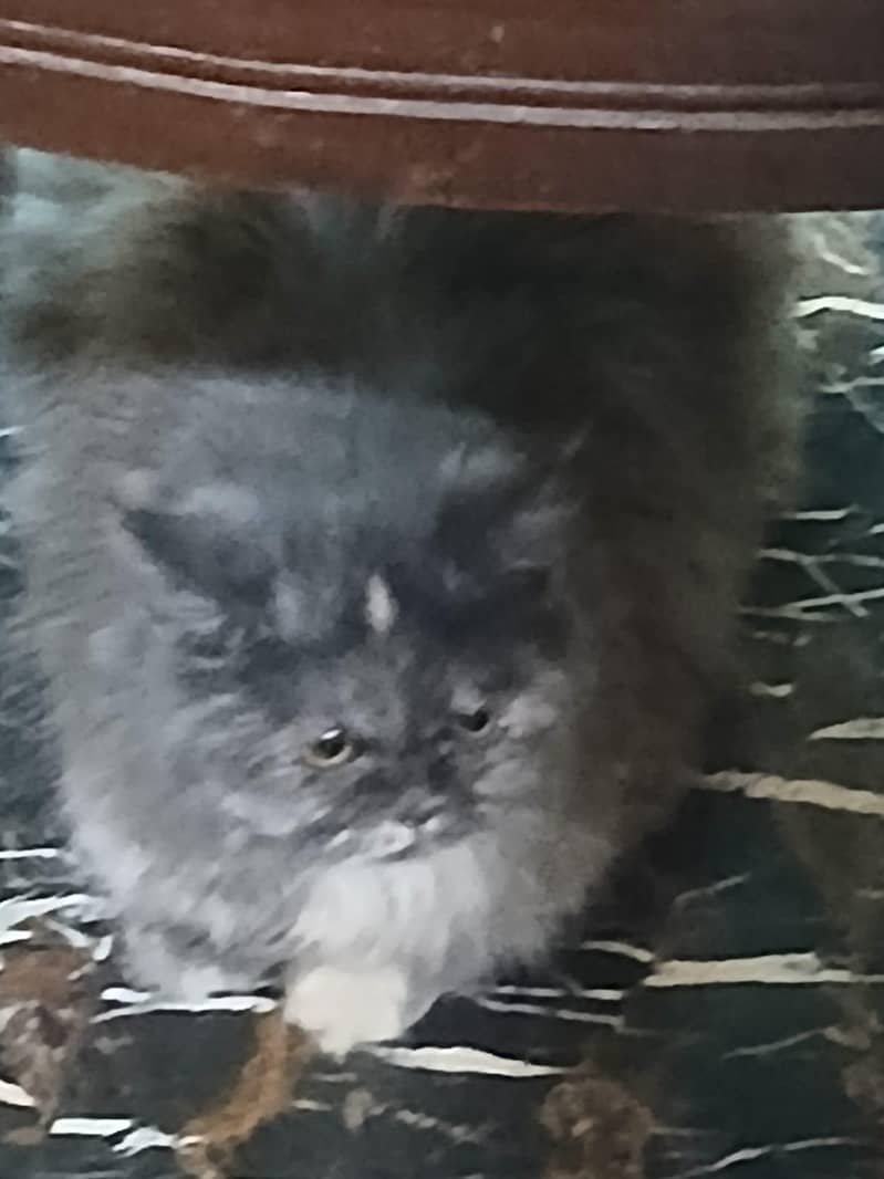 persian cats 3