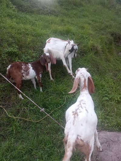 sale goats