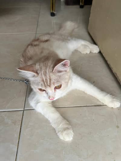 Persion cat Mano 10000