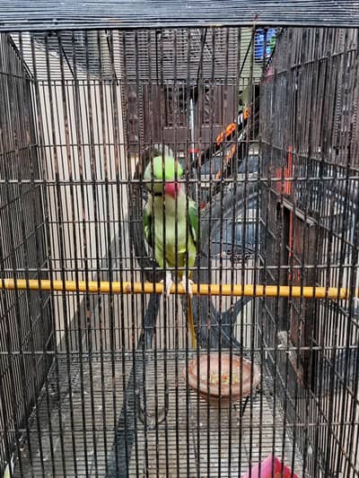 raw parrot