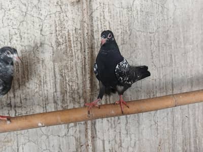 High fly baby pigeon 