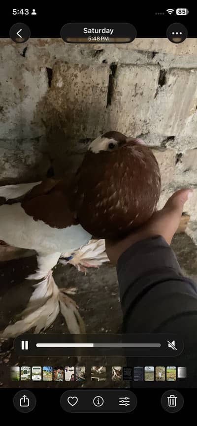 RED MAGPIE IMPORTANT MALE FORSALE 03115733578