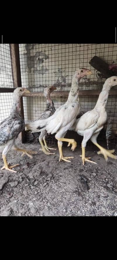 shamo chicks / parrot beak chicks