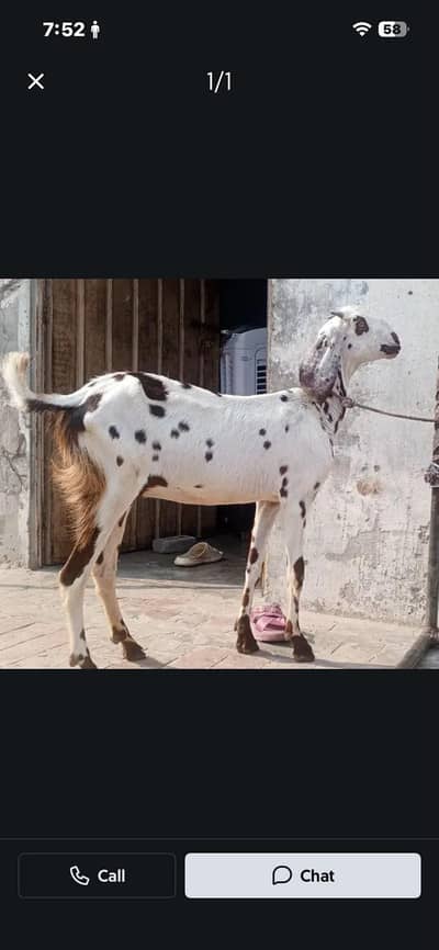 Beautiful Chini Bakri For Sale - 2 Dant
