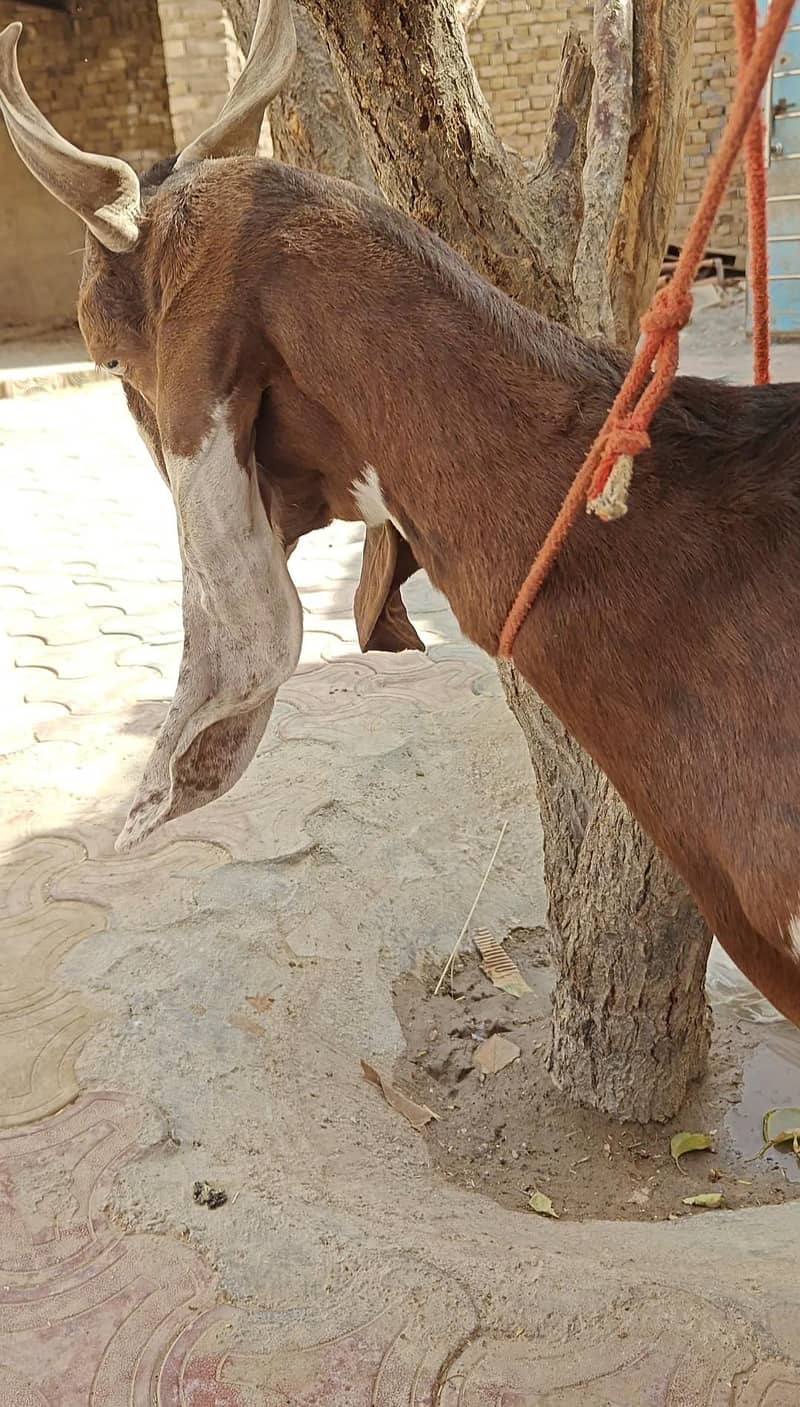 بکری فار سیل 1