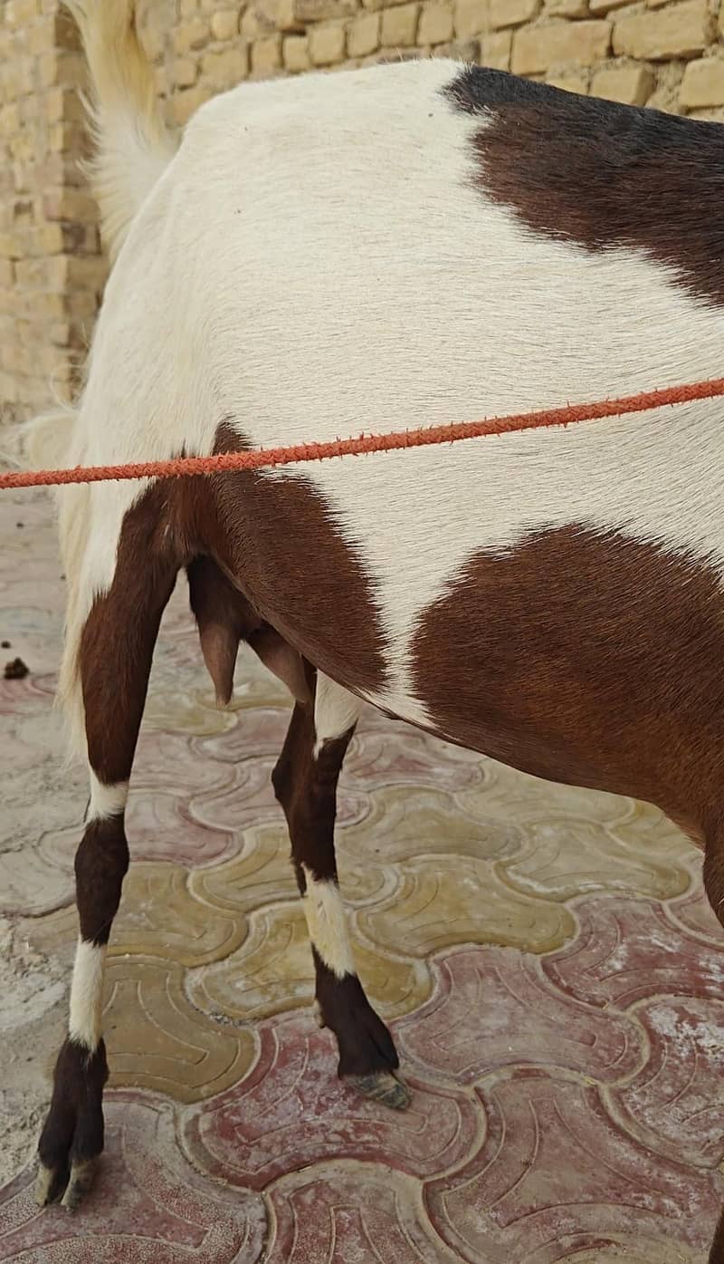 بکری فار سیل 2