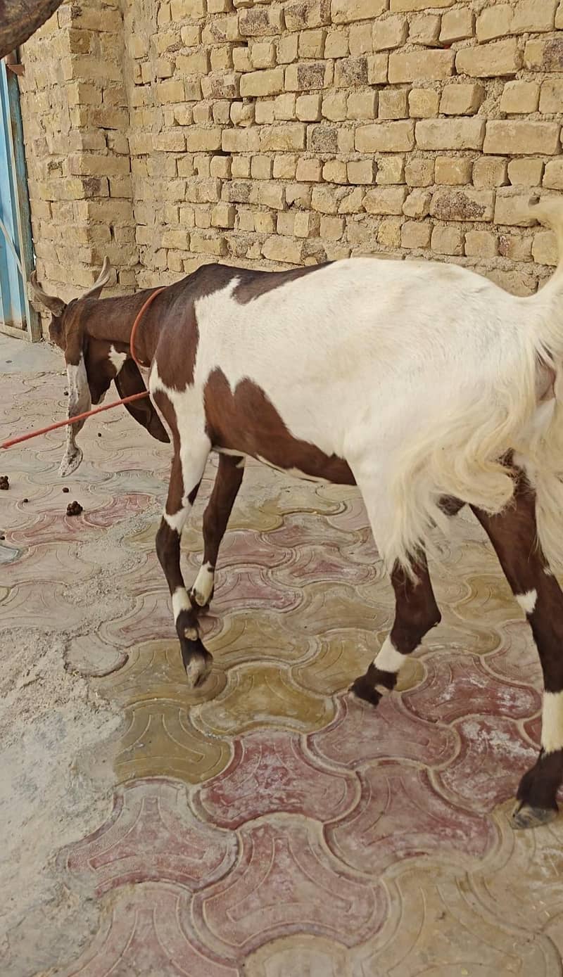 بکری فار سیل 3