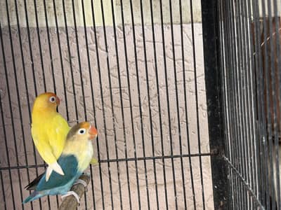 Cage with birds