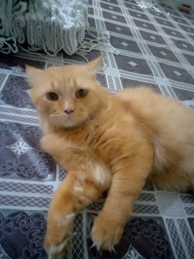 Persian cat 1