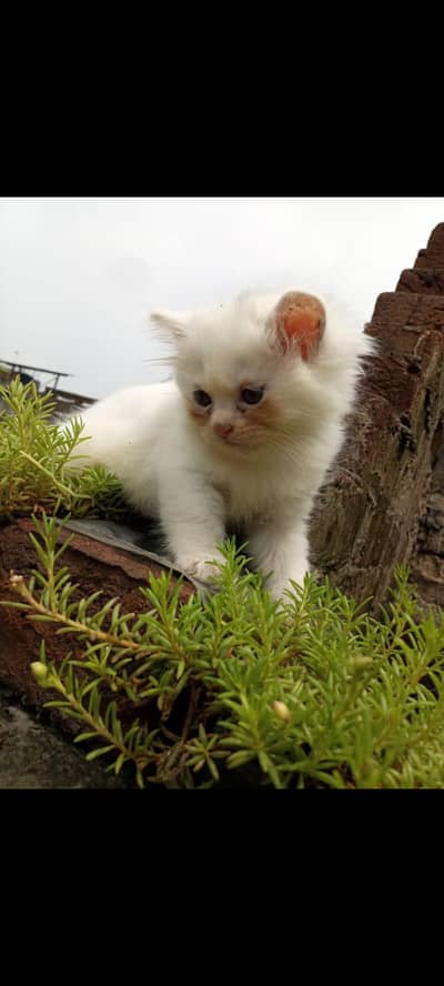 Persian kitten