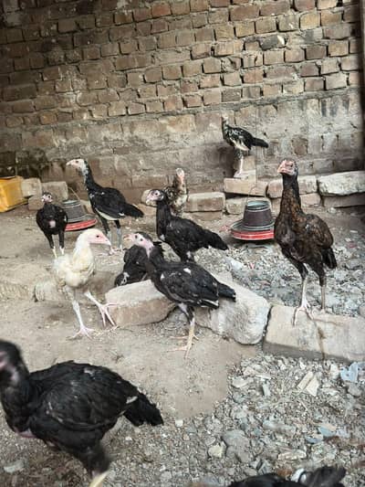 Aseel mianwali chicks