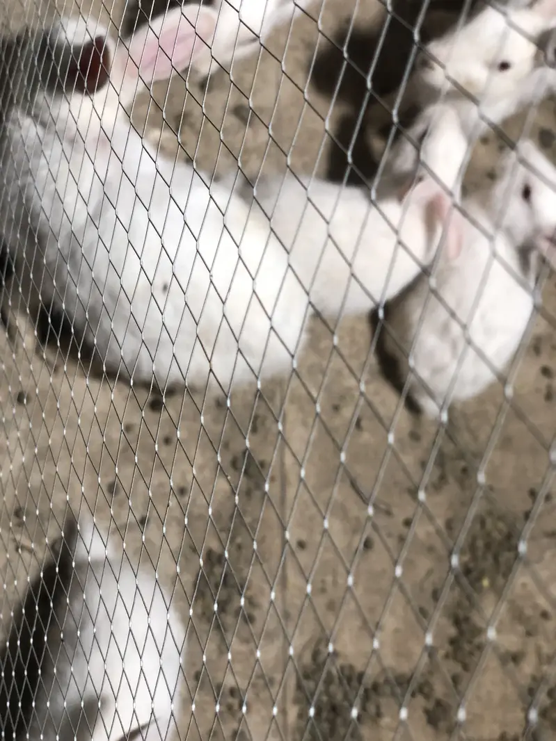 Red eyes rabbits — photo 2
