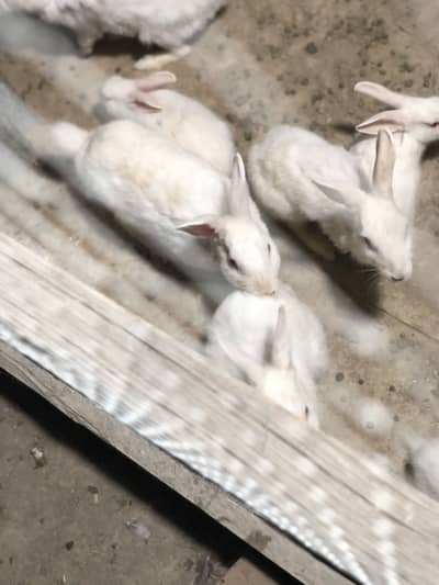 Red eyes rabbits