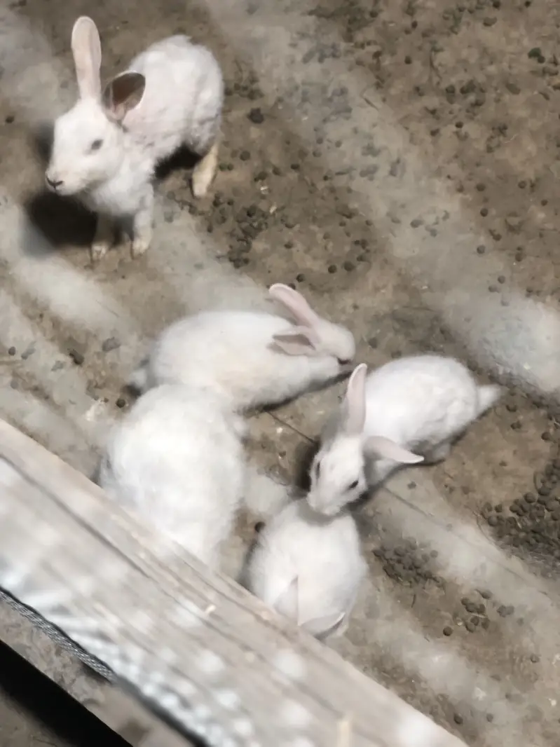 Red eyes rabbits — photo 3