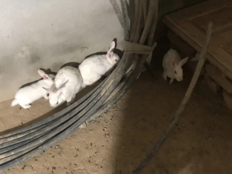 Red eyes rabbits — photo 4