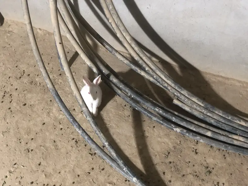 Red eyes rabbits — photo 5