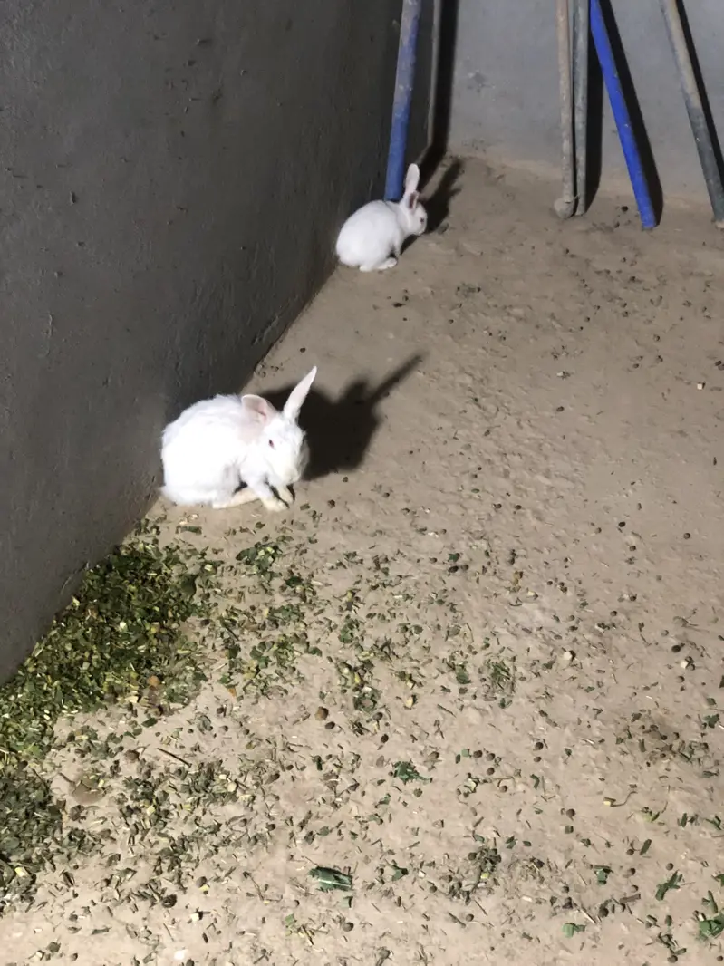 Red eyes rabbits — photo 6