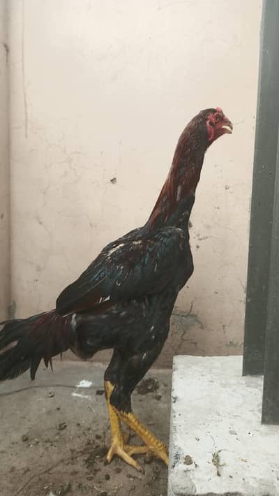 shamo pthay / Aseel / murga / chicks / hens / fancy / shamo / eggs