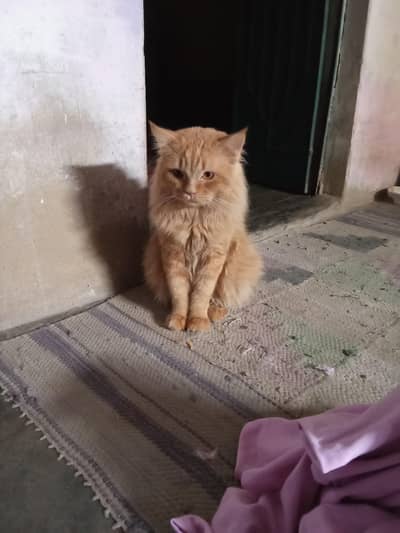 Persian cat