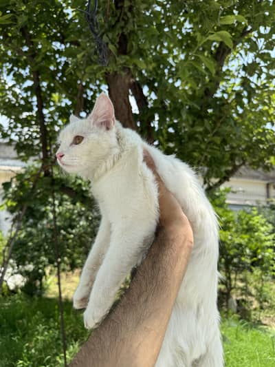 Persian Kitten Pure Breed Coat Golden eyes