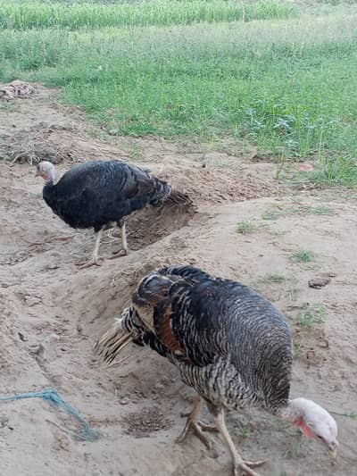 turkey for sale