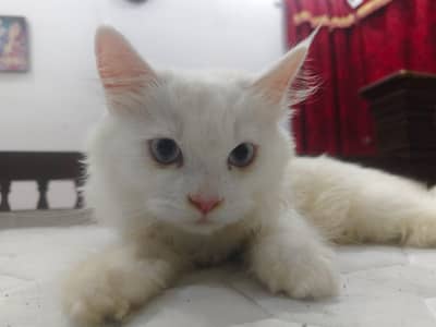 5 Months Old Male Persian Kitten | Blue Eyes | Active & Healthy