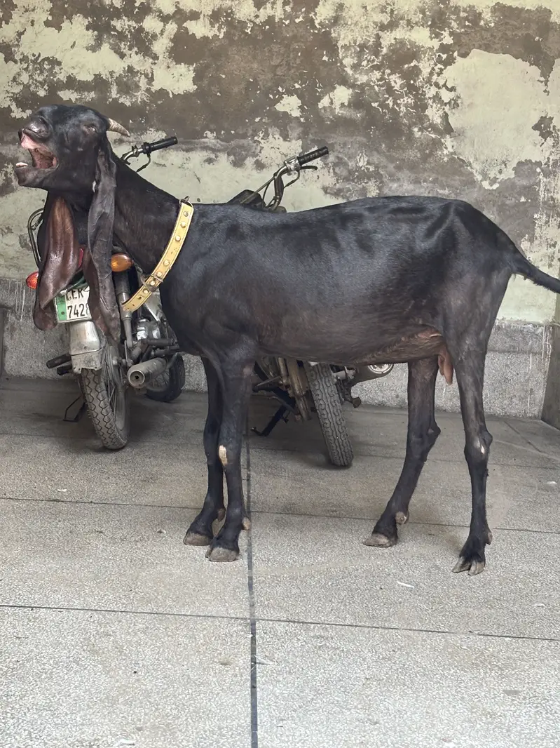 amratsari beetal  path  cross ho gai ha — photo 3