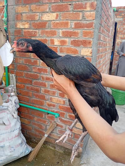 pakkoy, Thai breed Madi age 3 years