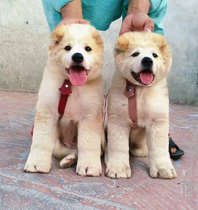 alabai security dog 2 month pair for sale heavy bone