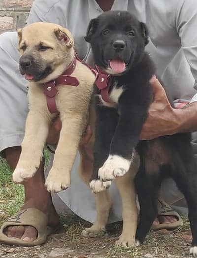 Kurdish kangal security dog 2 month pair for sale