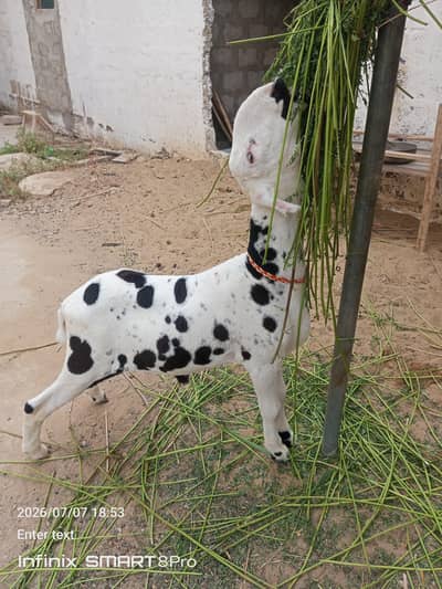 4 month ka mundra