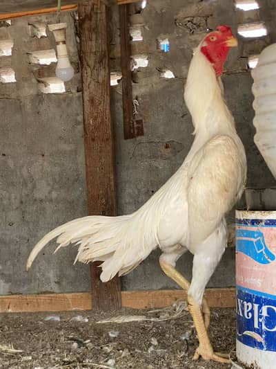 White shamo eggs