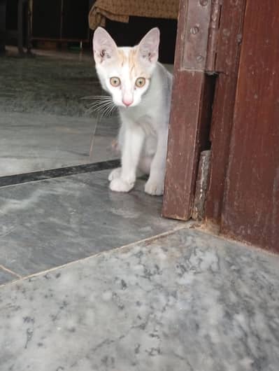 Kittens to be given for free.